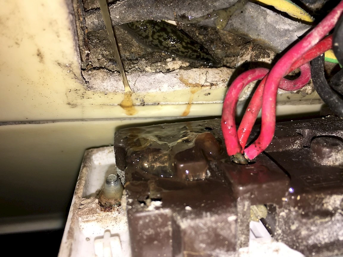 Slug slimes electrical socket